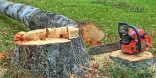 Best Tree Removal Services  in Beechwood Trails, OH